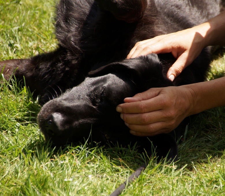 hond top fit met Guasha en Acupressuur
