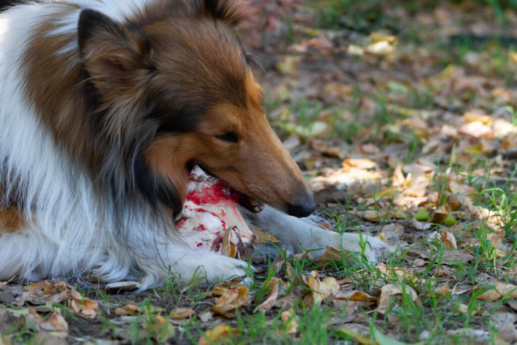 rough collie eating a big bone with raw meat