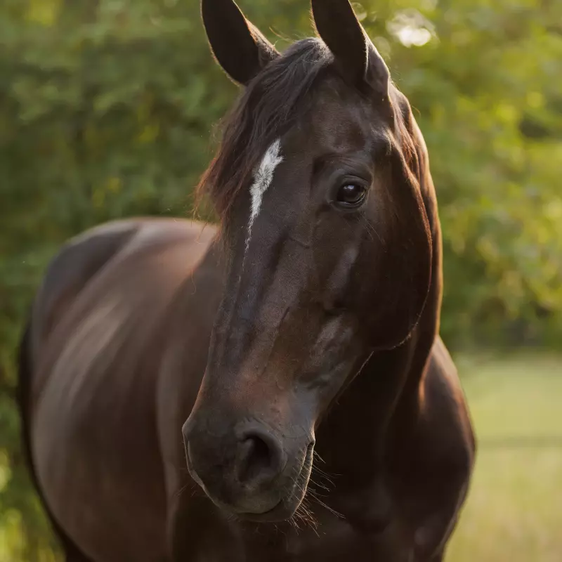 Bruin paard met witte bles met de naam Mokka