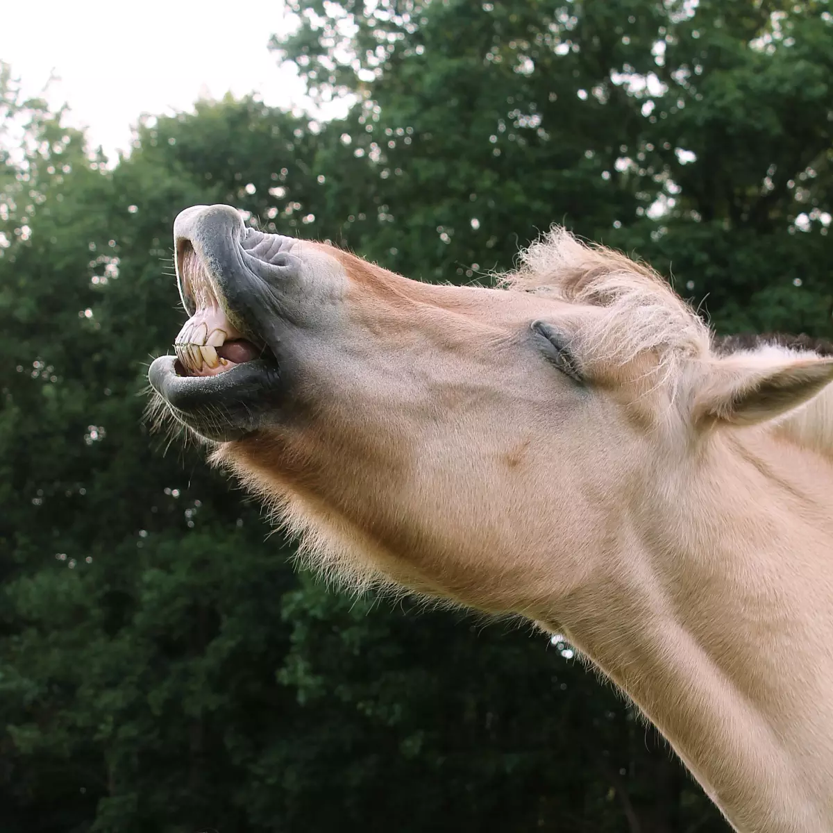Kop van een hinnikend wit paard