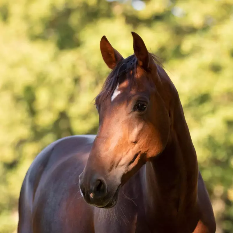 Paard genaamd Fozzie
