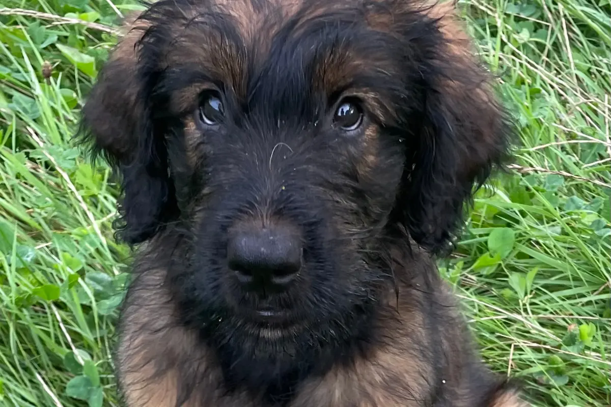 Zwarte puppy