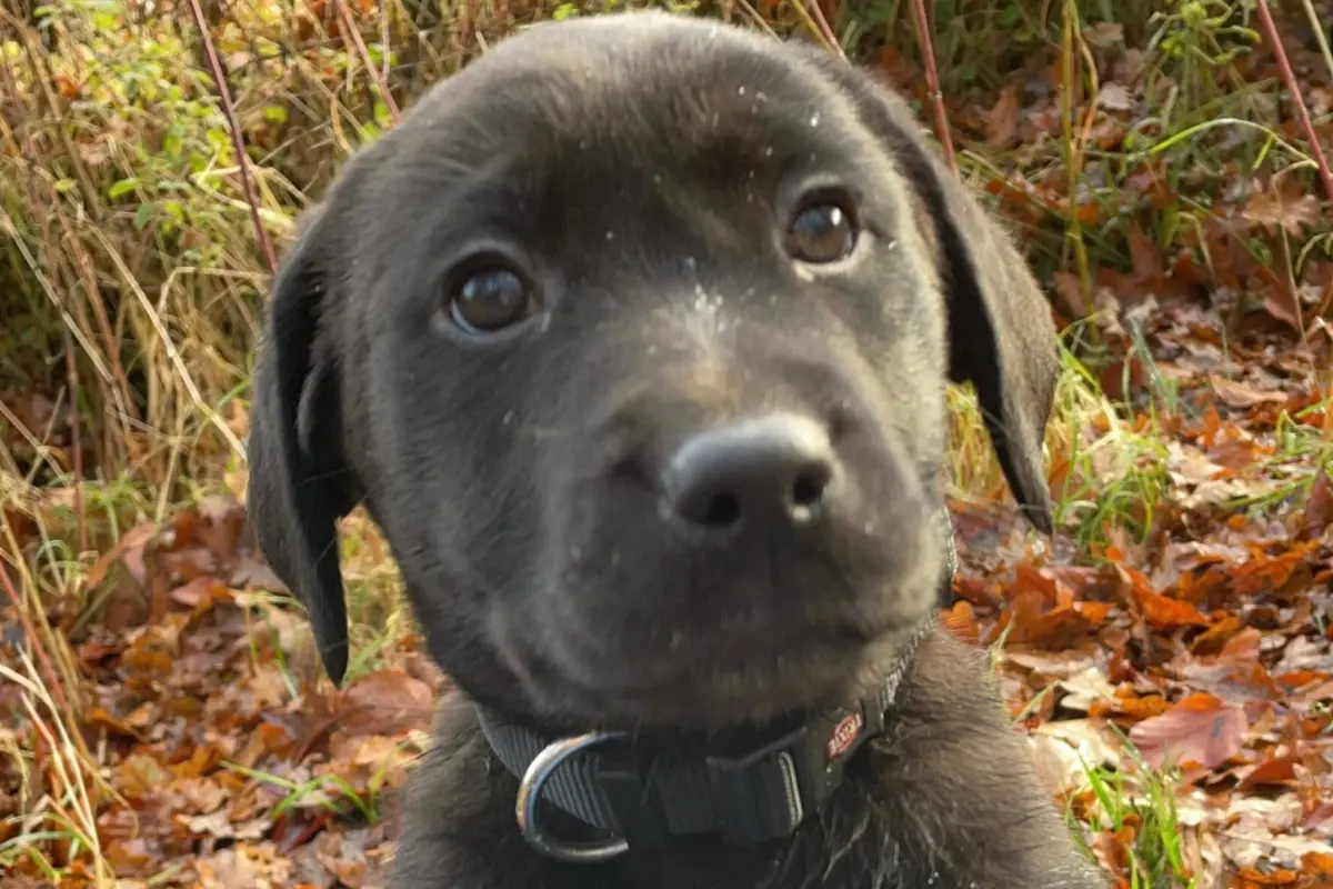 Zwarte puppy die vragend in de camera kijkt