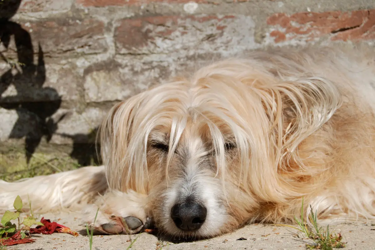 senioren 1 webp Marlies met hond